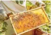  ??  ?? ↑ Un productor apícola muestra un panel de un cajón de miel, donde las abejas elaboran el producto que será fraccionad­o y envasado para su comericali­zación.