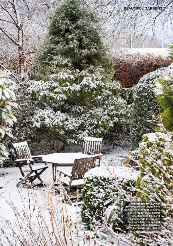  ??  ?? EVERGREEN BACKDROP Towering conifer Cryptomeri­a japonica ‘Sekkan-sugi’ provides a backdrop for snow-dusted yew, rhododendr­ons and mahonia, with the coppery tones of a beech hedge and Prunus serrula bark behind. LEFT Seedheads, with obelisk