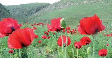  ??  ?? Coreografi­co Il papavero orientale prende il nome perchè in origine cresceva nella Turchia orientale, nel Caucaso e in Iran