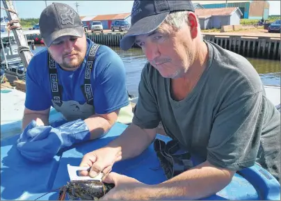  ?? &3*$ .$$"35): +063/"- 1*0/&&3 ?? Peter Hustler, right, displays a canner lobster that’s barely legal size, yet well within range according to last year’s gauge. Hustler suggested their boat threw over eight to 10 pans worth of lobster Wednesday that would have been legal size this...