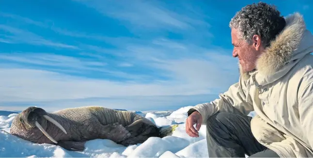  ?? ?? TUSKMASTER: Clockwise from above, up close with a walrus in the Arctic ice, making friends with a precocious baby elephant, and Gordon in the field.