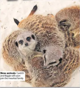  ?? ?? New arrivals Cardi B and Biggie will soon join the meerkat family