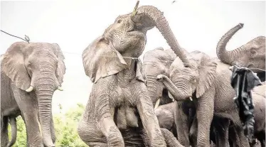  ?? | THULA THULA GAME RESERVE ?? THE herd enjoys a mud bath after a drought in 2015.