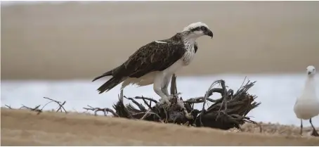  ?? CREDIT: DR BEN FITZPATRIC­K / OCEANWISE ?? An osprey (Pandion haliaetus).