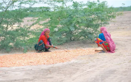  ??  ?? Women dry shrimps inside the Wild Ass Sanctuary at Little Rann of Kutch in Gujarat. Over 800 fisherfolk families migrate to the sanctuary during the rainy season every year to collect shrimps PHOTOGRAPH­S: JITENDRA