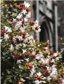  ?? Neil Sperry ?? Abelia looks delicate, but it is a proven winner in Texas landscapes.