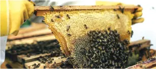  ??  ?? The relatively low start-up costs, labour requiremen­ts and minimum land ownership, render beekeeping an attractive economic pathway out of poverty for the rural poor