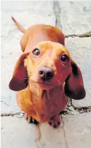  ?? ?? Raza popular. Los dachshund.