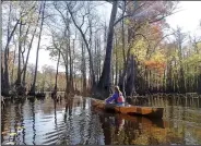  ?? NWA Democrat-Gazette/FLIP PUTTHOFF ?? Kirsten Bartlow with the Arkansas Game and Fish Commission paddles the Bayou DeView Water Trail on an autumn morning.