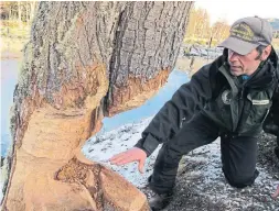  ?? JUAN FORERO/THE WASHINGTON POST ?? Pablo Kunzle, a park ranger in Tierra del Fuego National Park, on Argentina's southernmo­st fringe, shows off the trunk of a tree whittled down by beavers.