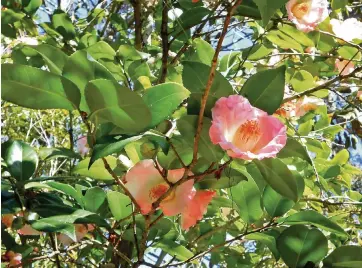  ?? ALICE SHORT Los Angeles Times/TNS ?? Magnolias bloom at Magnolia Plantation, which includes America’s oldest public garden, in Charleston, South Carolina.