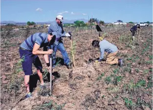  ?? JOHN LARSON/EL DEFENSOR CHIEFTAIN ?? Members of the Save Our Bosque Task Force plant Goodding’s willows at the Bosque del Apache National Wildlife Refuge.