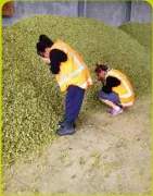  ??  ?? Above: Amy smells hops as part of a hop breeding programme. Below: Living in Japan gave Amy a taste of a different culture.