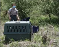  ?? SUBMITTED SUBMITTED ?? Sibling bobcats found abandoned alongside a road in southeast Ohio in September have recently been released back into the wild after being rescued and raised by ODNR Division of Wildlife and Lake Metroparks.
Rebecca Moseley, a wildlife care specialist with Lake Metroparks, releases a bobcat rescued last September back to its home in Belmont County. The park system and Ohio Division of Wildlife also released the cat’s sibling late last month.