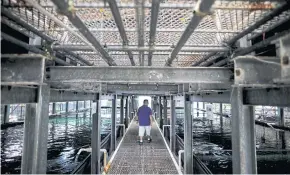  ?? REUTERS ?? Apollo Aquacultur­e Group CEO Eric Ng checks on his fish at his prototype vertical fish farm in Singapore in May 2019.