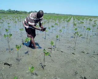  ??  ?? In Africa Uno dei contadini del progetto Treedom con migliaia di piccoli alberi da coltivare