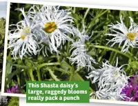  ??  ?? This Shasta daisy’s large, raggedy blooms really pack a punch