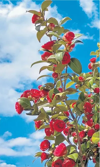  ?? ?? Camellia japonicas, above, are beautiful but unreliable. Try williamsii instead. Meanwhile, the hypericum, right, is one P.S. reader’s new favourite plant