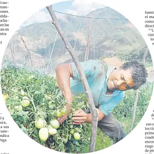  ?? ?? En la zona del Catatumbo se promueven programas para el regreso de los jóvenes al campo.