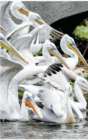  ??  ?? Pelikan-Kolonie in Schönbrunn zählte zu den weltweit größten in Zoos. 20 Vögel mussten getötet werden