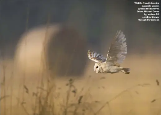 ??  ?? Wildlife-friendly farming supports species such as the barn owl. Below: Michael Gove’s Agricultur­e Bill is making its way through Parliament.