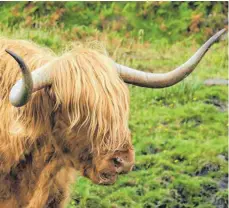  ??  ?? Tierische Begegnung: Hochlandri­nder trifft man im Westen öfter.