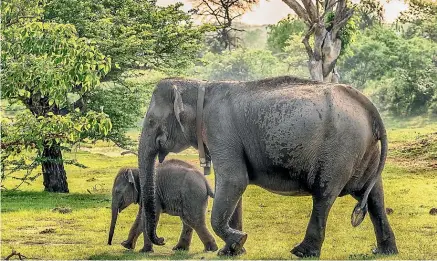  ??  ?? Wild elephants in Yala National Park, Sri Lanka’s wildlife hotspot.