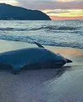  ??  ?? Il delfino trovato a Baratti