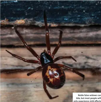  ??  ?? Noble false widows can bite, but most people will only experience mild effects