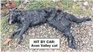  ??  ?? HIT BY CAR: Avon Valley cat
THE new documentar­y ‘Britain’s Big Cat Mystery’ by Dragonfly Films Video Production, which features Prof. Andrew Hemmings, Jon McGowan, Kelci “Saff” Saffery, Frank Tunbridge and Jay Opie, is currently in the hands of a distributo­r. The film will be screened as part of the ‘Fortean Film Festival’ which is coming to the Sherborne Cinema in Gloucester to host ‘Big Cat Night’ on Friday, August 27, this year.