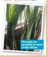  ??  ?? The leeks are currently on 38cm (1¼ft) collars