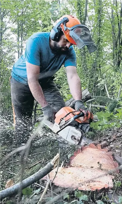  ?? Pere Duran / NORD EDIA ?? Un operario durante una actuación forestal en Anglès, el pasado mes de octubre