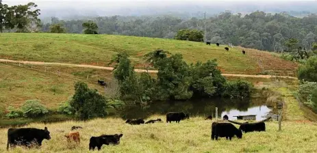  ??  ?? The Cloudbreak heifer herd are enjoying their recent rotation onto fresh pasture, a mix of kikuyu and clover.