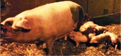  ?? ?? Saved…for the dinner plate: The piglets and their mother were rescued last February