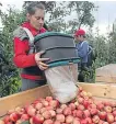  ??  ?? ■ Many farms rely on help from European young folk.