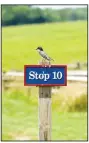  ??  ?? An eastern kingbird perches along the park tour road. (NWA Democrat-Gazette/Flip Putthoff)