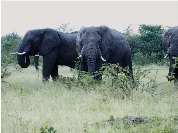  ?? NICOLAU VASCO | EDIÇÕES NOVEMBRO ?? Estão a ser envidados esforços para que os animais dos parques nacionais não sejam afectados