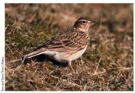  ??  ?? SKY LARK One of our common birds is in real trouble