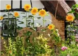  ??  ?? Left to right: Nodding sunflowers tower in the garden; taking care when reaching to pluck fruit among the brambles; golden gorse erupts beside a path; succulent blackberri­es to enjoy.