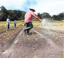  ?? FOTO: EL HERALDO ?? Se pronostica que agosto, septiembre y octubre serán meses muy lluviosos que favorecerá­n a los cultivos de postrera en el país.