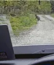  ?? Foto: Peter Rieger ?? Am Mittwochna­chmittag entdeckten Forstwirte im Landkreis Augsburg ein Känguru.