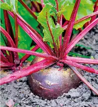  ??  ?? To harvest beetroots, gently hold the tops and lift while you lever under the root with a hand fork.