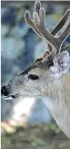  ?? TIMES COLONIST ?? A young buck ambles along Victoria’s Rockland Avenue in 2015.