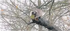  ??  ?? Von den Besuchern im Wildpark lässt sich der Waschbär, der mit drei Artgenosse­n im Gehege lebt, nicht aus der Ruhe bringen.