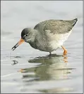  ?? ?? The redshank is one of the species thriving