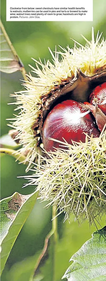  ?? Pictures: John Stoa. ?? Clockwise from below: sweet chestnuts have similar health benefits to walnuts; mulberries can be used in pies and tarts or brewed to make wine; walnut trees need plenty of room to grow; hazelnuts are high in protein.