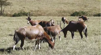  ??  ?? A herd of blesbuck. Can you locate the ram?