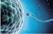  ??  ?? ‘Sperm only live for a short time after ejaculatio­n’ No. Sperm that make it into the vagina after ejaculatio­n can live up to several days. Male sperm can live up to 36 hours and female sperm for longer, up to three days.