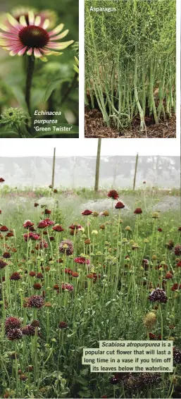  ??  ?? Echinacea purpurea ‘Green Twister’
Asparagus
Scabiosa atropurpur­ea isa popular cut flower that will last a long time in a vase if you trim off its leaves below the waterline.