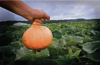  ?? RP-FOTO: J. KNAPPE ?? An Wochenende­n und in den Abendstund­en kommen die Erntediebe – darüber ärgert sich Gemüsebaue­r Marc Bonus aus Niederkrüc­hten.